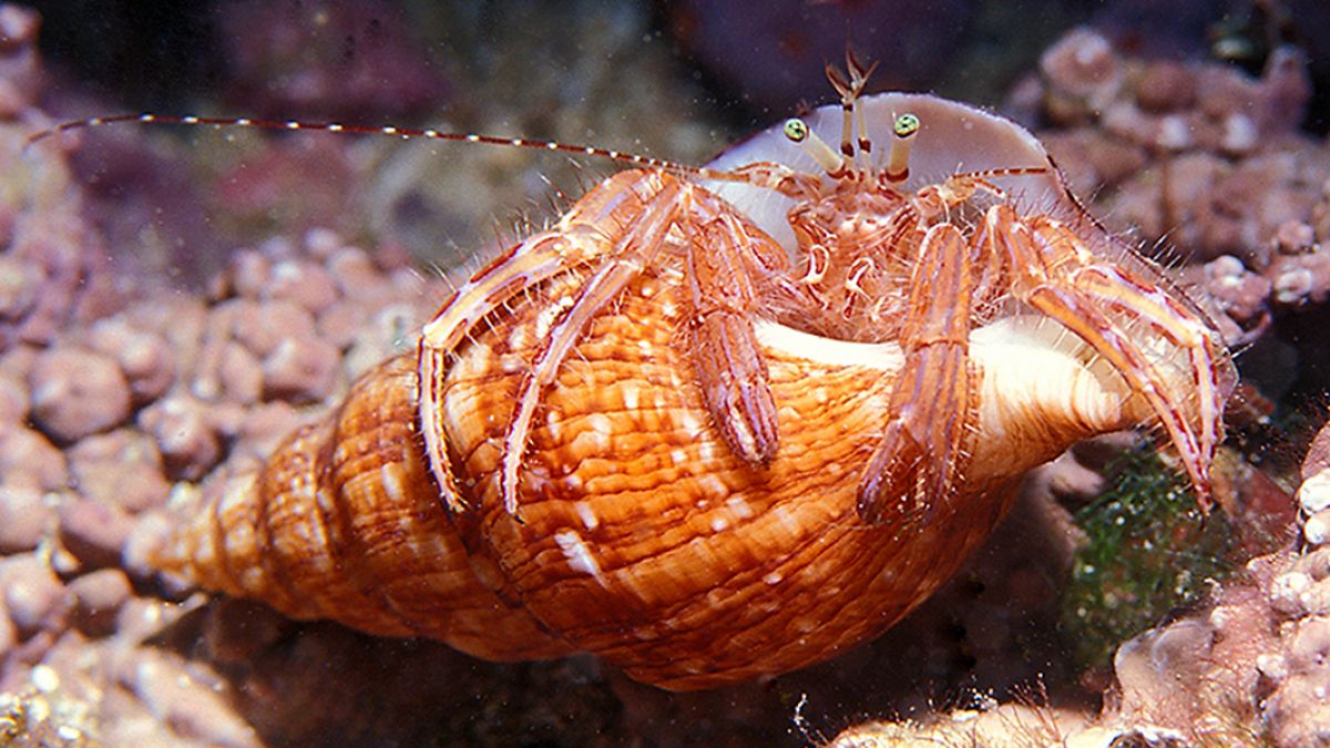 ermitaño/gonfaron/crab/anemonen einsiebler/heremietkreeft