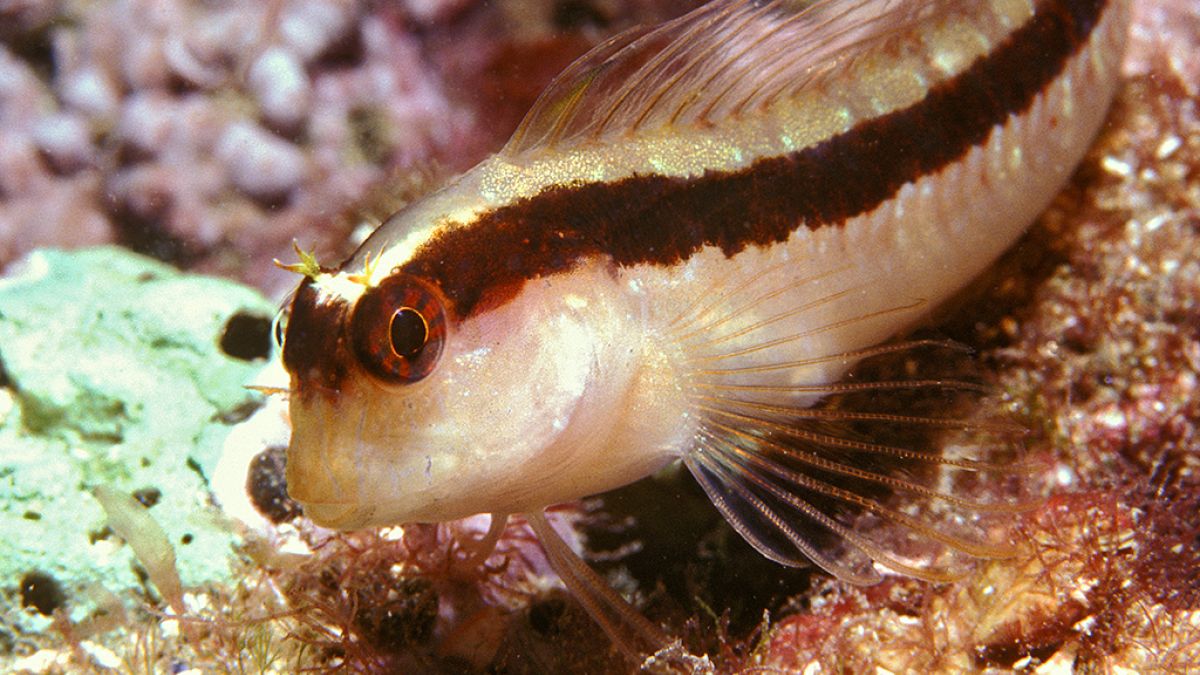 babosa/blennie de roux/schleimfisch/long blenny/gewone slijmvis