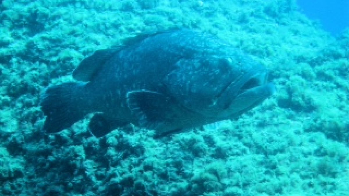 Hochschulsport der RUB – Tauchen im schönsten Unterwassernaturschutzgebiet Europas