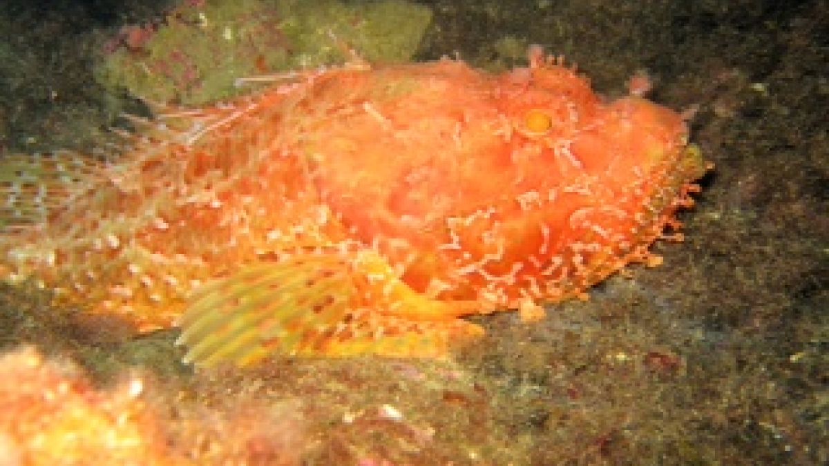 Hochschulsport der RUB – Tauchen im schönsten Unterwassernaturschutzgebiet Europas