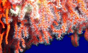 coral/corall/corail/edelkoralle/koraal